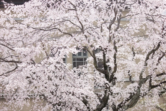 1890-12.4.9祇園枝垂桜　正面玄関ガラス窓バック.jpg